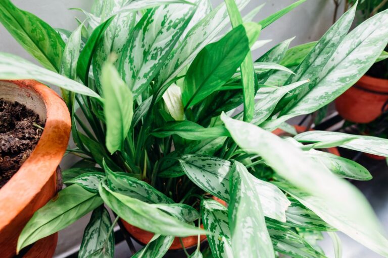 Plantes dépolluantes : 10 plantes pour un air sain
