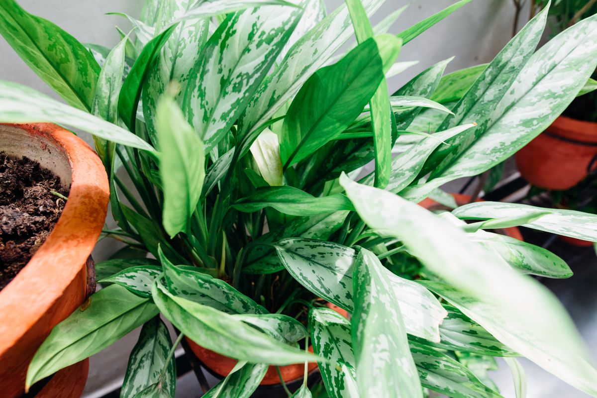 Plantes dépolluantes : 10 plantes pour un air sain