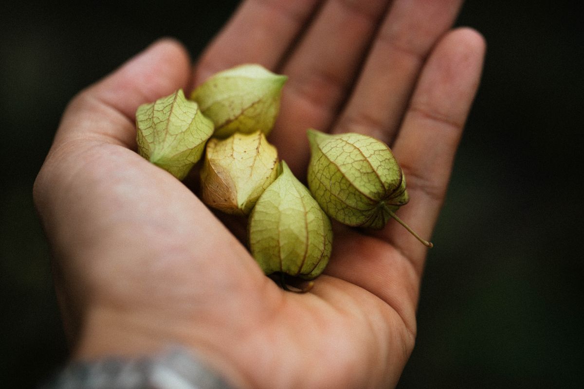 Rhodiola ou ashwagandha : laquelle choisir ?
