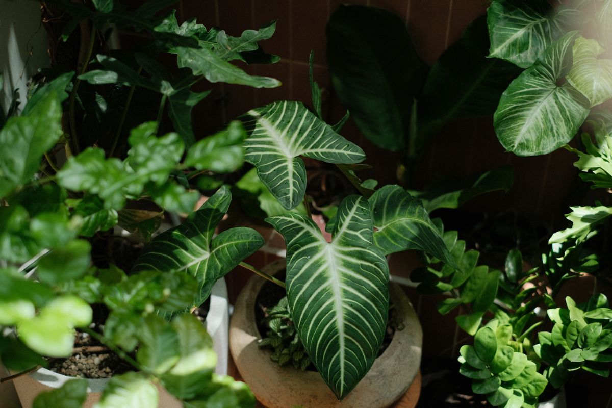 Purifier l'air intérieur : au-delà des plantes dépolluantes - Pourquoi l’air intérieur peut être plus pollué que l’air extérieur
